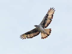 Aquila spilogaster