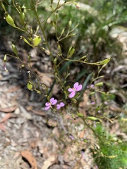 Stylidium laricifolium