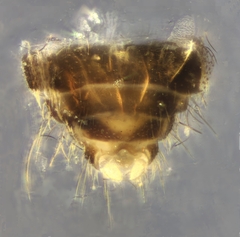 Forcipomyia bipunctata