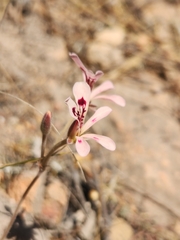 Pelargonium pinnatum