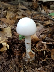 Amanita suballiacea
