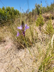 Thereianthus spicatus