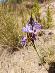 Thereianthus spicatus