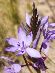 Thereianthus spicatus