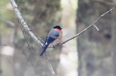 Pyrrhula pyrrhula griseiventris