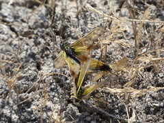 Libelloides ictericus