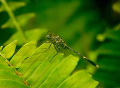Orthetrum serapia