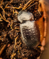 Adelium abbreviatum