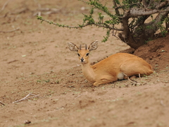 Raphicerus campestris