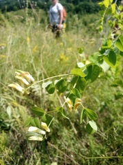 Vicia pisiformis