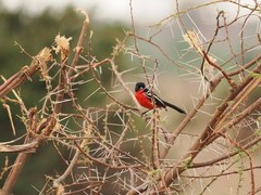 Laniarius atrococcineus