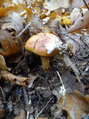 Calonarius alcalinophilus