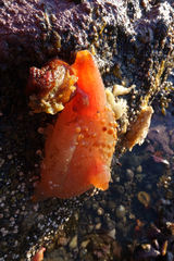 Cnemidocarpa bicornuta