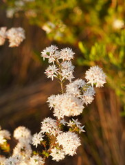 Calytrix alpestris
