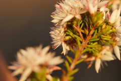 Calytrix alpestris