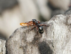 Dolichoderus scabridus