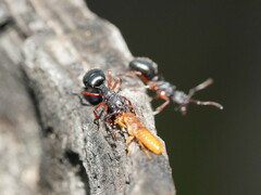 Dolichoderus scabridus