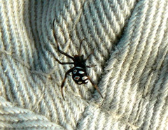 Latrodectus tredecimguttatus