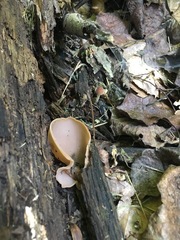 Peziza griseorosea