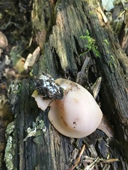 Peziza griseorosea