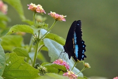 Papilio nireus lyaeus