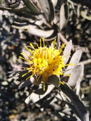 Leucospermum rodolentum
