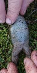 Xenopus laevis