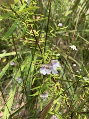 Prostanthera linearis