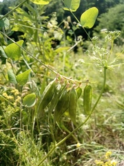 Vicia pisiformis