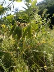 Vicia pisiformis