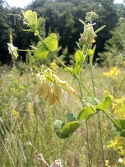 Vicia pisiformis