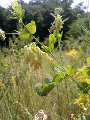 Vicia pisiformis