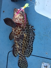 Epinephelus quoyanus