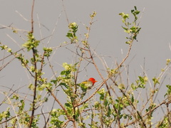 Anaplectes rubriceps