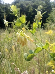 Vicia pisiformis
