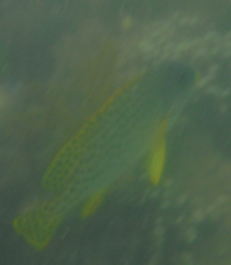 Plectorhinchus gaterinus