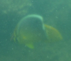 Chaetodon trifasciatus