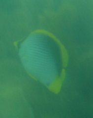 Chaetodon melannotus
