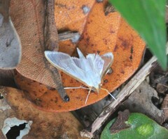 Margaroniini