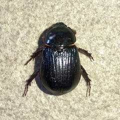 Adoryphorus