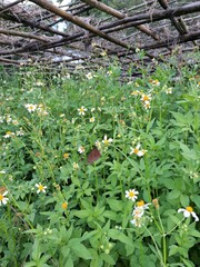 Euploea tulliolus koxinga