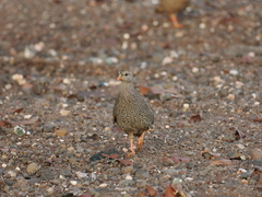 Pternistis natalensis