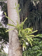 Epiphyllum phyllanthus