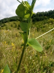Vicia pisiformis