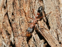 Myrmecia nigriceps
