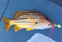 Lutjanus carponotatus