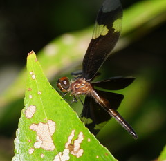 Rhyothemis princeps