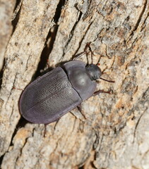 Pterohelaeus