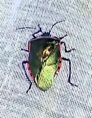 Rhyssocephala splendens