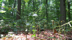Scopolia carniolica